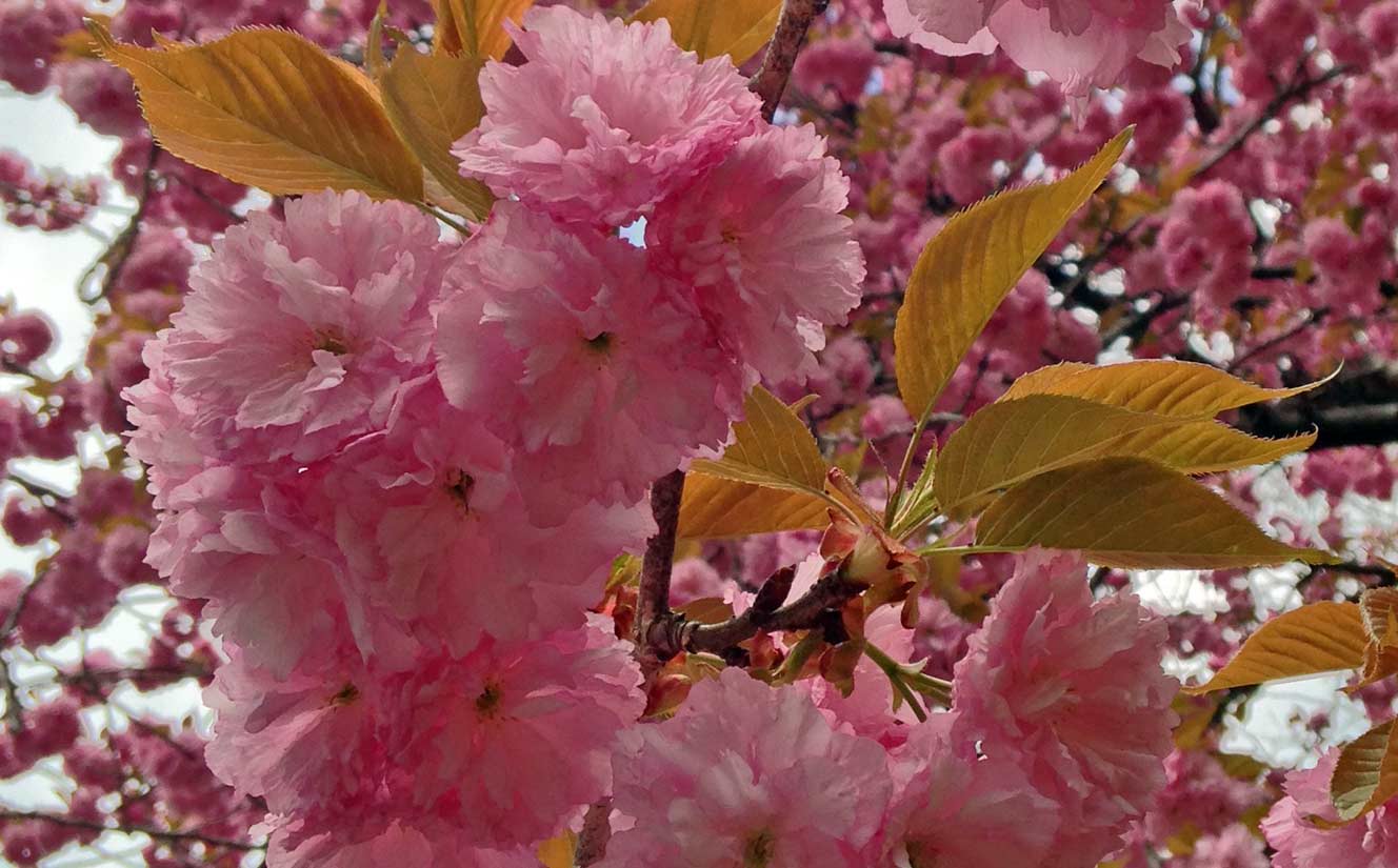 Pink Cherry Blosoms